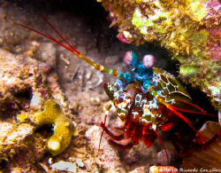 Debbie's Beach, Nha Trang.
Mantis Shrimp. by Ricardo Gonzalez 